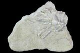 Crinoid (Cercidocrinus) Fossil on Rock - Gilmore City, Iowa #102973-1